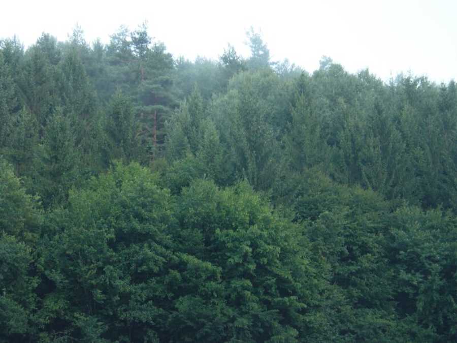 Immobilie: Forstwirtschaft in 8044 Graz