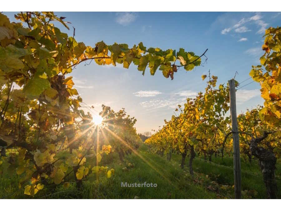 Immobilie: Industrieanlage in 7122 Gols