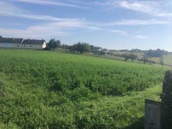 Baugrundstück in Sankt Michael im Burgenland