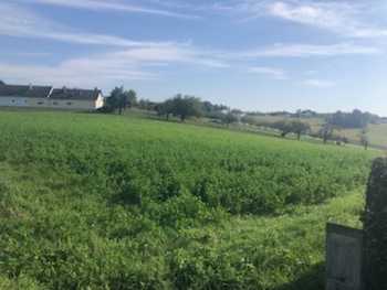 Baugrundstück Sankt Michael im Burgenland