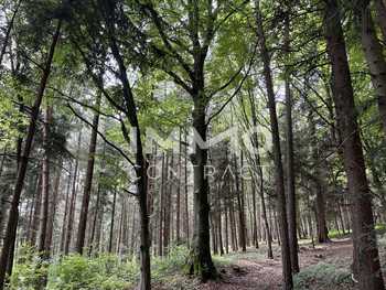 Landwirtschaftsgrund in Purgstall an der Erlauf