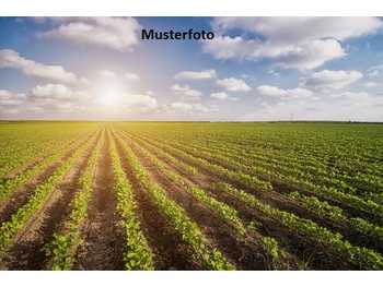 Landwirtschaftsimmobilie in Enzersdorf bei Staatz