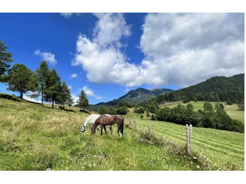 Landwirtschaftsimmobilie in Friesach
